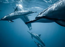 星空平台-安东尼奥谈U23国足冲决赛：50天苦练+海量视频复盘致胜